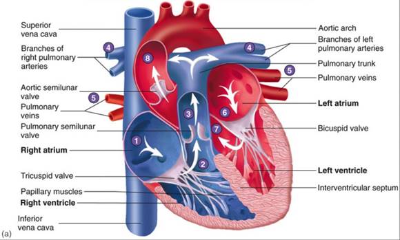 BIO 202: Ch 19 THE HEART Biology Diagrams